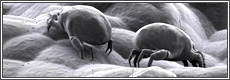 dust-mite disposal New York City