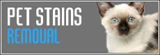 NYC pet stain removal odor New York City