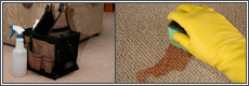 carpet pet stain removal New York City